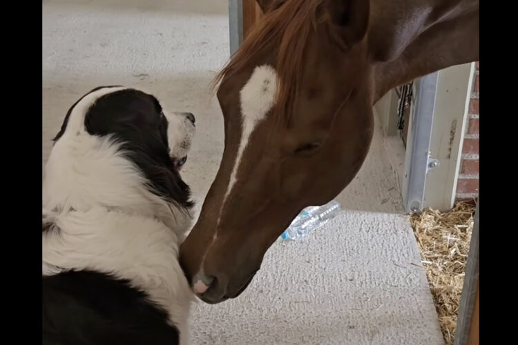 厩舎にいる馬は甘えん坊？眼の前にいる犬に「あること」をせがんでいたみたい！！【海外・動画】
