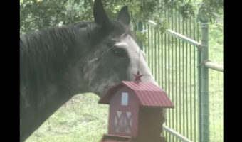 野鳥用のごはんを食べるのが好きだという馬。吊るされた餌入れを突いてゆらしておやつにしています!!【アメリカ・動画】