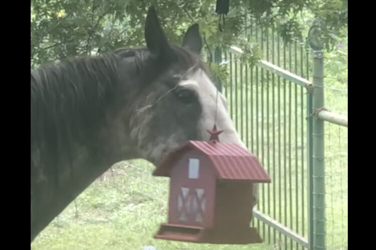 野鳥用のごはんを食べるのが好きだという馬。吊るされた餌入れを突いてゆらしておやつにしています！！【アメリカ・動画】