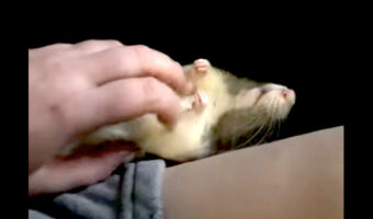 ヘソ天で眠るネズミ。飼い主さんにお腹をカキカキしてもらっていい夢を見ているみたい!!