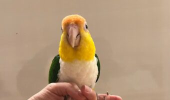 同じ指にとまるはずだったのに許されなかった！？2羽のシロハラインコが指の上と下に分かれてとまる光景が面白い！