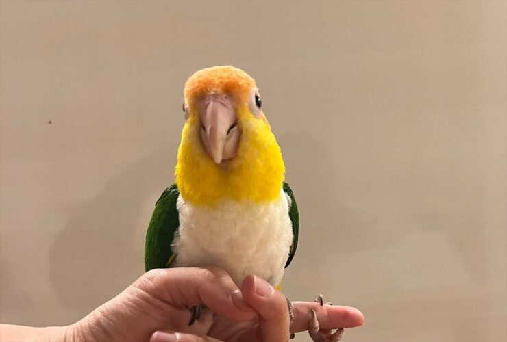 同じ指にとまるはずだったのに許されなかった！？2羽のシロハラインコが指の上と下に分かれてとまる光景が面白い！