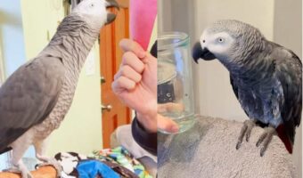 天才すぎるヨウムが話題に！！「何で出来てる？」「何色？」「これは何？」など意味を理解して答えてる！？