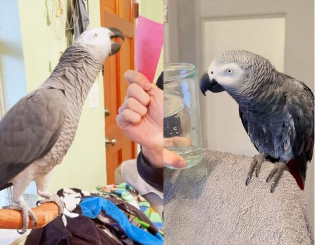 天才すぎるヨウムが話題に！！「何で出来てる？」「何色？」「これは何？」など意味を理解して答えてる！？