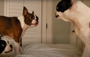 ベッドの上で吠えあう3匹の犬。ところが威勢よく動き回っていた1匹にハプニングが！！