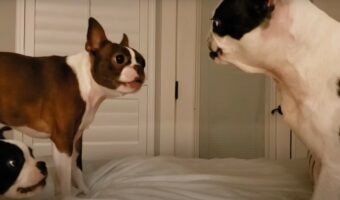 ベッドの上で吠えあう3匹の犬。ところが威勢よく動き回っていた1匹にハプニングが！！