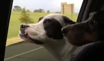 ドライブ中に窓から顔を出して風を受ける愛犬。なんだかスゴい顔になっちゃった！！