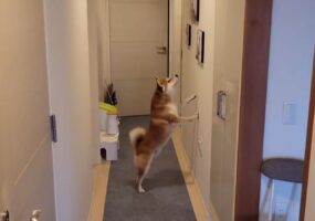 知らぬ間に自分の顔が壁に飾られているのを知り・・・何度も見る柴犬が可愛すぎる！「写真を眺めてる姿が本当に人っぽい」