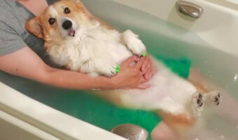 飼い主さんに抱っこされて入浴を満喫するコーギーに反響「気持ちよさそうにじっ~としているのが可愛い!」