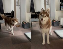 「見つけてからピタッて止まるやつ可愛すぎる」隠れんぼをしている時のハスキーが話題に！「何度も見ちゃいます」