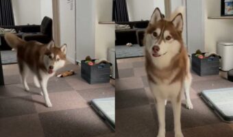 「見つけてからピタッて止まるやつ可愛すぎる」隠れんぼをしている時のハスキーが話題に!「何度も見ちゃいます」