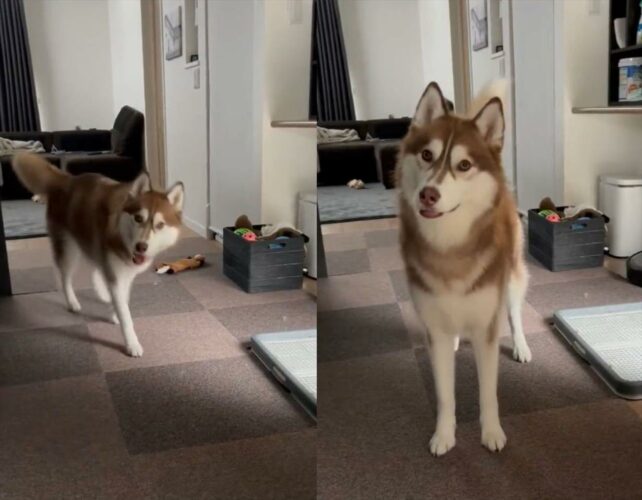 「見つけてからピタッて止まるやつ可愛すぎる」隠れんぼをしている時のハスキーが話題に！「何度も見ちゃいます」