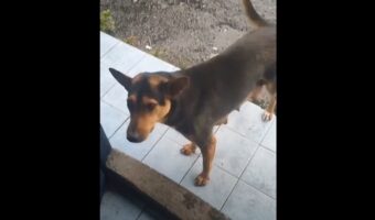 助けを求めてやって来た犬。なんとこの時、子犬がピンチに陥っていたのです!!【海外・動画】
