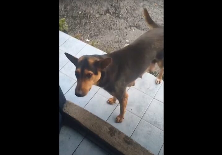 助けを求めてやって来た犬。なんとこの時、子犬がピンチに陥っていたのです！！【海外・動画】
