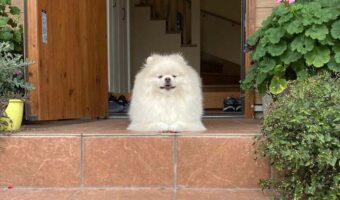 まるで盛り塩のようなフォルムの愛犬が可愛すぎる！「今から、この盛り塩にヒモをつけておさんぽに出かけます」