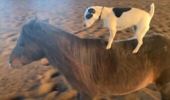 ジャック・ラッセル・テリアがポニーに乗馬！バランス感覚も抜群です！！【アメリカ・動画】