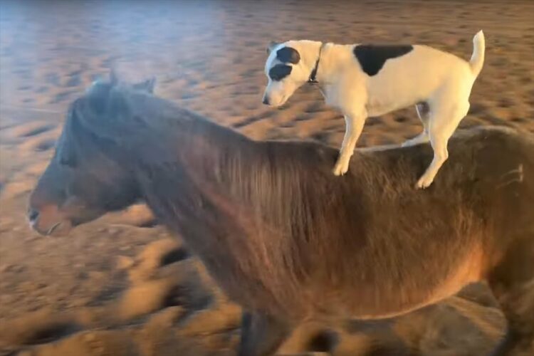 ジャック・ラッセル・テリアがポニーに乗馬！バランス感覚も抜群です！！【アメリカ・動画】