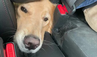 一緒にいたいワン!どうしても運転席側に行きたい愛犬が可愛らしいと話題に!「うちの子もこれは絶対やる」