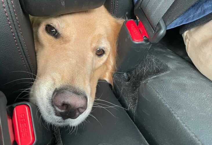 一緒にいたいワン！どうしても運転席側に行きたい愛犬が可愛らしいと話題に！「うちの子もこれは絶対やる」