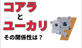 コアラはユーカリ以外食べない？睡眠時間は動物の中で1位？コアラのごはんや睡眠事情にまつわる生態とは！！