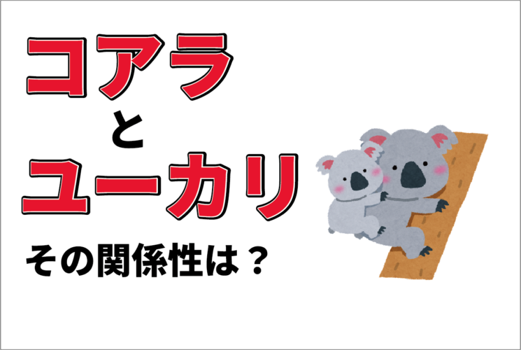 コアラはユーカリ以外食べない？睡眠時間は動物の中で1位？コアラのごはんや睡眠事情にまつわる生態とは！！
