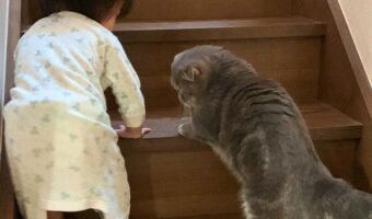「そうにゃ、ゆっくり一歩ずつにゃ」子供に階段の上り方を教える愛猫。指導する光景が可愛すぎると話題に!
