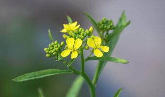 「からし菜」とはどんな植物？カラシが採れるの？菜の花やわさび菜との違いは？