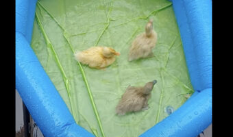 生後6日目のアヒルのヒナたち。雨が降ったこの日は雨は水遊びを初体験！！【海外・動画】