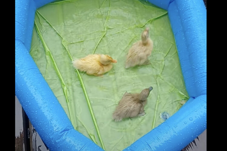 生後6日目のアヒルのヒナたち。雨が降ったこの日は雨は水遊びを初体験！！【海外・動画】