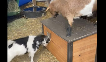 小屋を巡ってパワフルな争いをする子ヤギたち。見かねて止めに入りますが・・【アメリカ・動画】