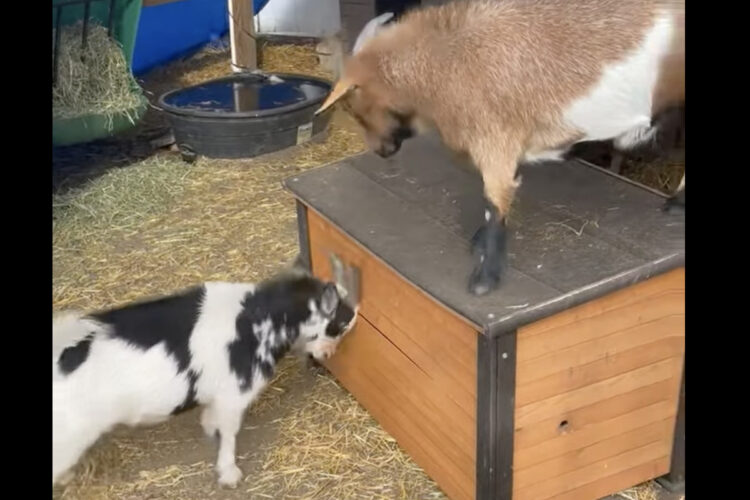 小屋を巡ってパワフルな争いをする子ヤギたち。見かねて止めに入りますが・・【アメリカ・動画】