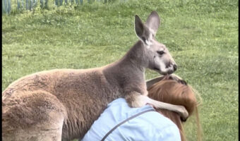 このカンガルー、人懐っこすぎる!毛づくろいをどうしてもしたいみたい!!