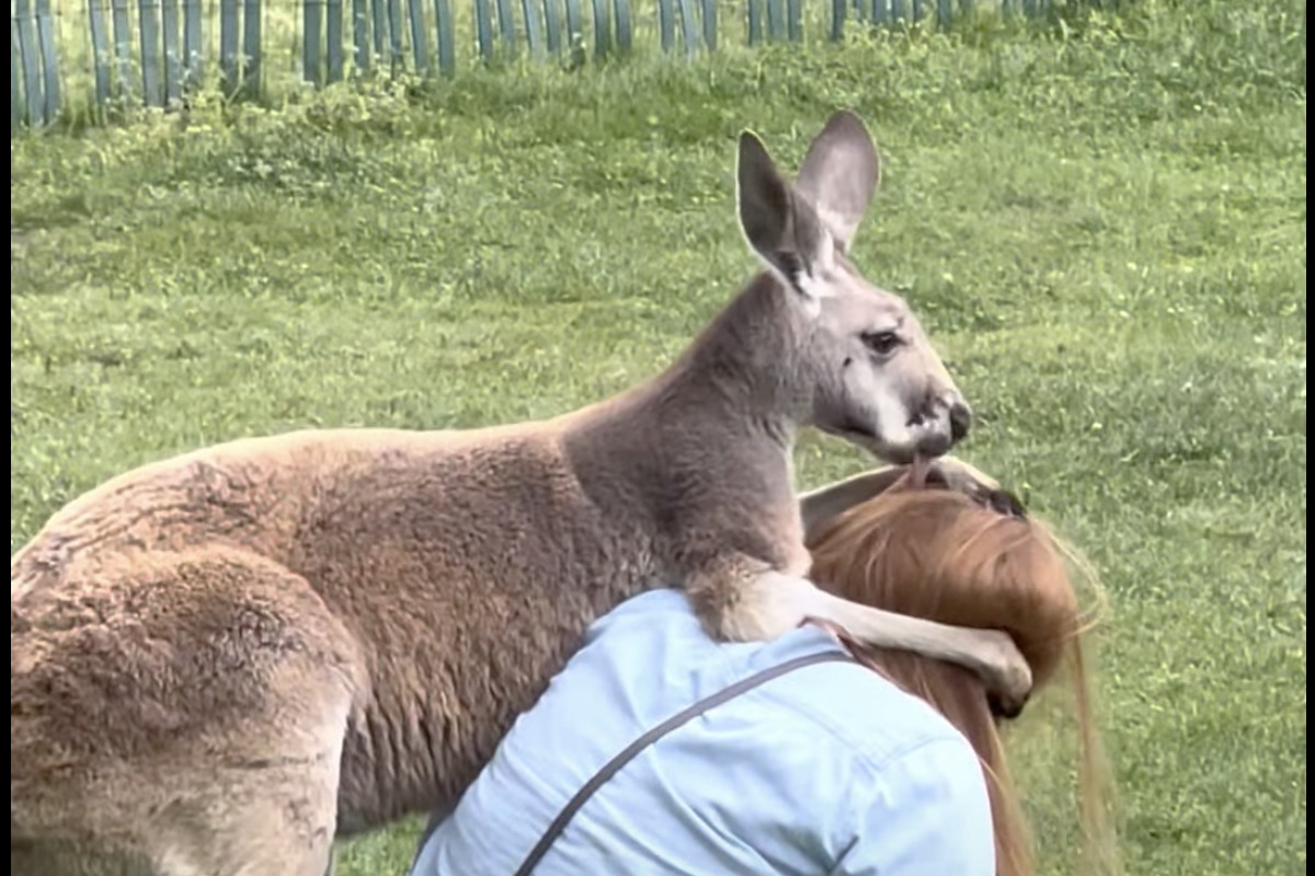 このカンガルー、人懐っこすぎる!毛づくろいをどうしてもしたいみたい!!