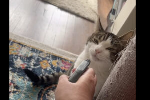 スプレーボトルに反応した猫。飼い主さんのところにやって来て・・、このスプレーボトルから水を飲ませてもらいます！！