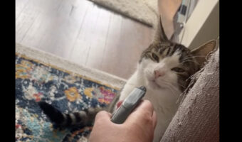 スプレーボトルに反応した猫。飼い主さんのところにやって来て・・、このスプレーボトルから水を飲ませてもらいます!!