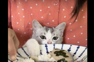 子猫は飼い主さんのご飯が気になる！おててを出す度にはたしなめられても諦めきれません！！