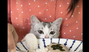 子猫は飼い主さんのご飯が気になる!おててを出す度にはたしなめられても諦めきれません!!