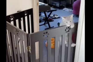 飼い主さんに「おいで」と呼ばれた子猫の行動にビックリ！1匹は床を走ってきたのですが・・【海外・動画】