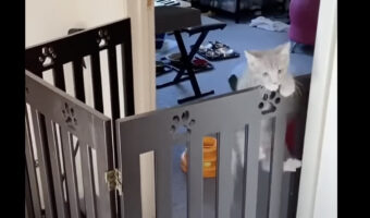 飼い主さんに「おいで」と呼ばれた子猫の行動にビックリ!1匹は床を走ってきたのですが・・【海外・動画】