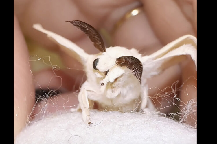 羽化した真っ白な体をした美しいカイコ。触角をカキカキする姿が愛らしい！！