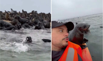 ナミビアの海をカヤック中に起きたミラクル!眼前にオットセイの大規模な群れが!中にはカヤックに飛び乗る子まで!!
