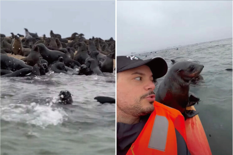 ナミビアの海をカヤック中に起きたミラクル！眼前にオットセイの大規模な群れが！中にはカヤックに飛び乗る子まで！！
