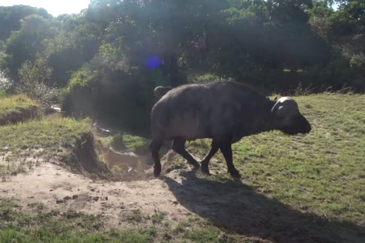 坂道を進むアフリカンバッファローを待ち伏せ！ライオンは群れで取り囲み用意周到でしたが、バッファローの圧力のほうが強かった！？