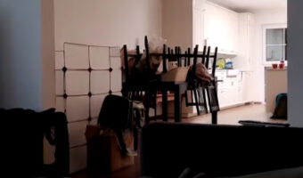 リビングに誰もいないと思ったら・・、意を決したように突如大ジャンプをしてみせた子が!!