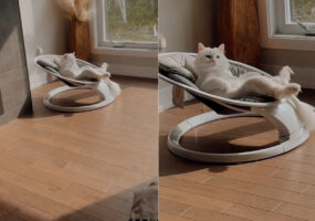 赤ちゃんのために用意したバウンサーを猫が気に入っちゃいました！！これは生まれてくる赤ちゃん用のバウンサーの用意が必要かも？