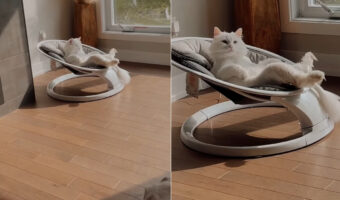 赤ちゃんのために用意したバウンサーを猫が気に入っちゃいました！！これは生まれてくる赤ちゃん用のバウンサーの用意が必要かも？