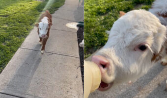 ごはんに向けて一直線！外で遊んでいた生後2ヶ月のウシの赤ちゃんが哺乳瓶に向けてまっすぐ向かってきます