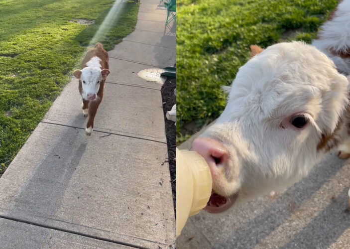 ごはんに向けて一直線！外で遊んでいた生後2ヶ月のウシの赤ちゃんが哺乳瓶に向けてまっすぐ向かってきます