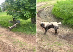 茂みから出てきたゴールデンレトリバー。すっかり泥だらけのこの子は楽しい遊び場を発見したようです！！