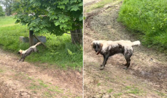 茂みから出てきたゴールデンレトリバー。すっかり泥だらけのこの子は楽しい遊び場を発見したようです!!